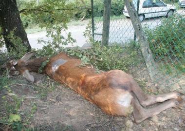Un capriolo morto 