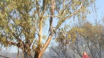 Pompieri intenti a spegnere un incendio boschivo