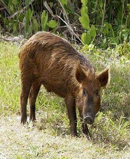 Un cinghiale mentre pascola in un campo 