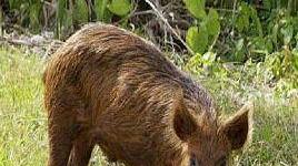 Un cinghiale mentre pascola in un campo