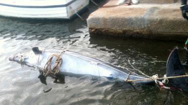 Delfino trovato morto sulla scogliera