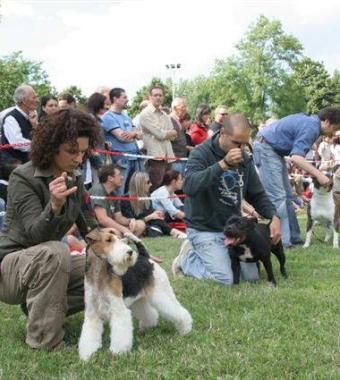 Bellezze a quattro zampe in passerella a Via Nova