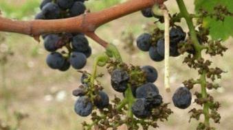 Gli acini d’uva rovinati dagli storni
