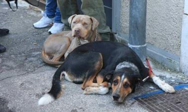 Cani abbandonati nella strada    