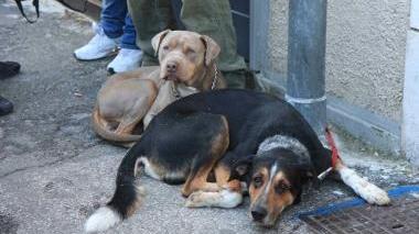 Cani abbandonati nella strada