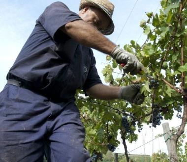 Un momento della vendemmia         