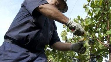 Un momento della vendemmia
