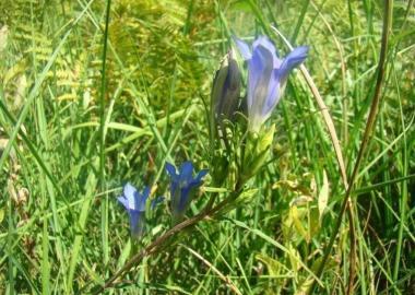 La bellissima genziana di padule 
