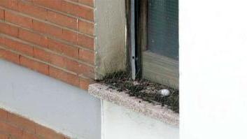 Escrementi e un uovo di piccione sopra un davanzale