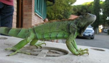 A Maggiano scatta la caccia all'iguana