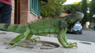 A Maggiano scatta la caccia all'iguana