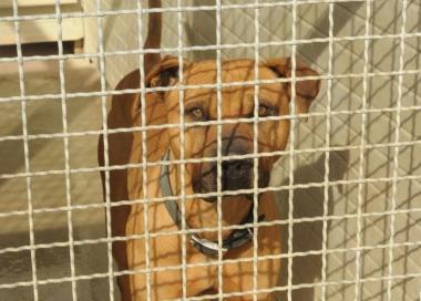 Giornata dedicata ai cani con la cooperativa Ponte Verde