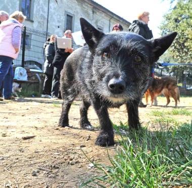 Un cane meticcio 