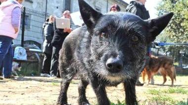 Un cane meticcio