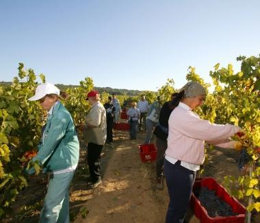 Per la vendemmia i segnali sono positivi 