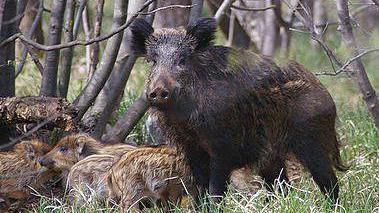 Un cinghiale dentro un’area boschiva del versante occidentale dell’isola