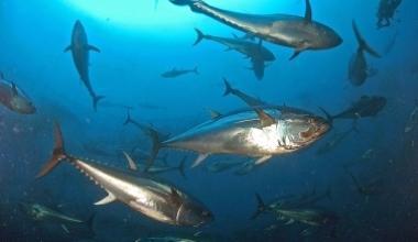 Pescano un tonno di 30 chili e prendono 4.000 euro di multa