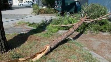 Il grosso ramo caduto da quattro giorni lungo viale Italia