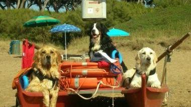 <b>CANI BAGNINO. </b>In tre sul patino e una pattuglia in azione in mare
