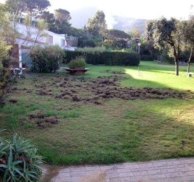 Le aziende agricole a rischio chiusura a causa dei cinghiali
