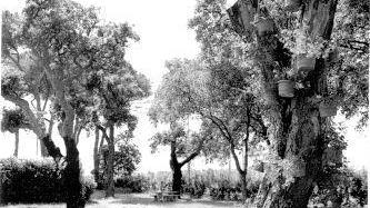 Il parco delle Sughere