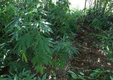 <b>PIANTE.</b> Di marijuana 