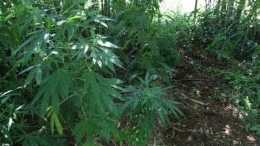 <b>PIANTE.</b> Di marijuana