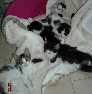 Mici da adottare all'Hermada