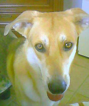 Birillo 