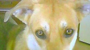 Birillo