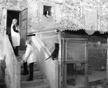 La colonia felina al Castello    