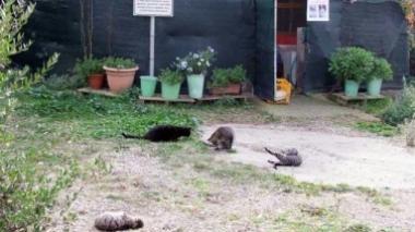 Lascia 80mila euro in eredità ai gatti