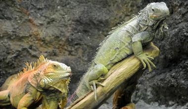 Trovati i due iguana avvistati a Maggiano