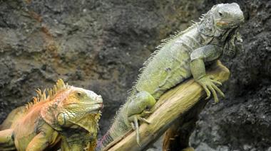 Trovati i due iguana avvistati a Maggiano
