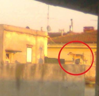 la foto del cane che cammina sul cornicione della terrazza 