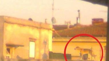 la foto del cane che cammina sul cornicione della terrazza