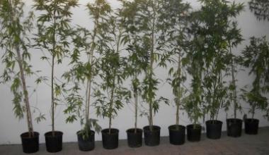 Aveva dodici piante di marijuana in giardino: arrestato