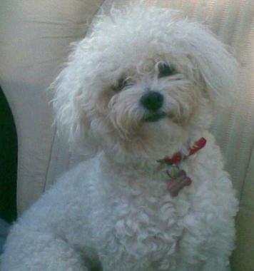 Aiko, il cane di razza bolognese che &egrave; stato aggredito 