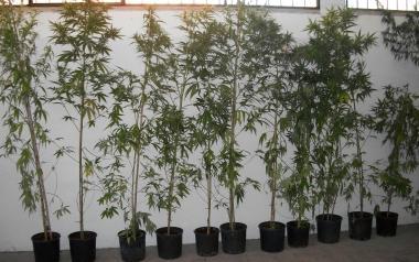 Le piante di marijuana scoperte a Pescia 