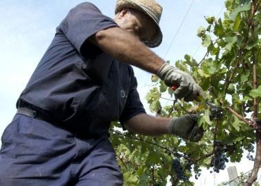 Si parte con la vendemmia Uffici aperti per timbrare le bolle