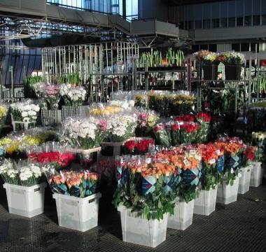 Fiori al Comicent 