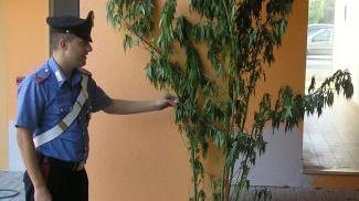 Coltiva l'erba vietata, arrestato un muratore
