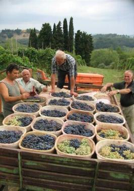 Girare per i borghi tra mostre e spettacoli Uva e vino in primo piano a Terricciola