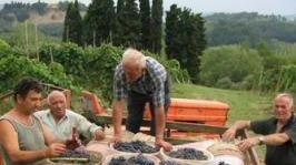 Girare per i borghi tra mostre e spettacoli Uva e vino in primo piano a Terricciola