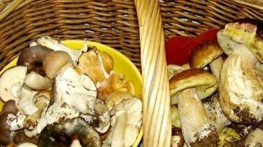 Un cesto di porcini e un fungaiolo nei boschi alla ricerca di funghi