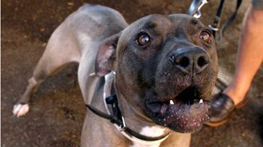 Difende il padrone, azzannato dal pitbull