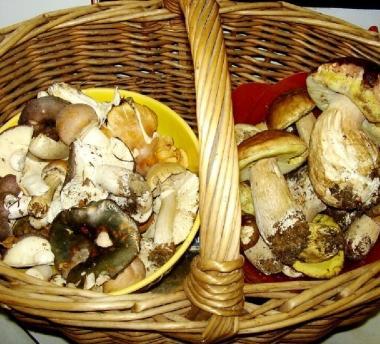 Un cesto di porcini e un fungaiolo nei boschi alla ricerca di funghi   