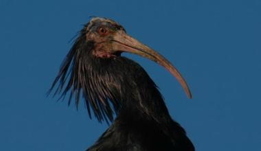 Lo strano furto dell'uccello raro