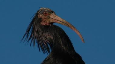 Lo strano furto dell'uccello raro