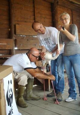 Il fenicottero mentre viene inanellato e unimmagine della liberazione nel padule della riserva naturale provinciale 